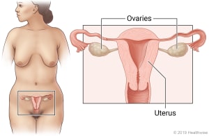 Front view of a body showing the female reproductive system. An inset shows the ovaries and uterus.
