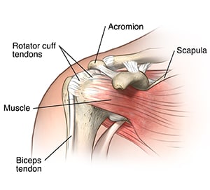 Front view of shoulder joint showing ligaments, muscles, and tendons.