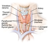 Thyroid Gland - Click to Enlarge Illustration of the thyroid glad and its location
