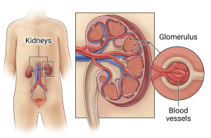 Kidneys located in the abdomen showing internal structure of glomerulus and blood vessels.