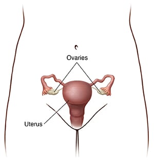Woman's pelvis area showing location of uterus and ovaries.