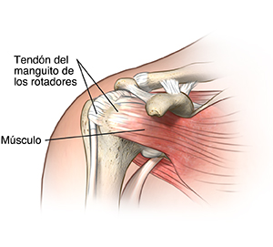 Vista frontal de la articulación del hombro donde se observan los ligamentos, los músculos y los tendones.