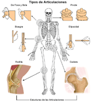 Ilustración de los tipos de articulaciones