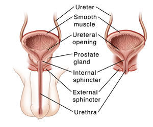 Illustration of a male and female urinary tract.