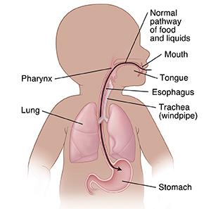 Baby's upper digestive system and normal pathway of food and liquids.