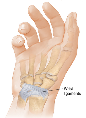 Palm view of hand showing wrist ligaments.